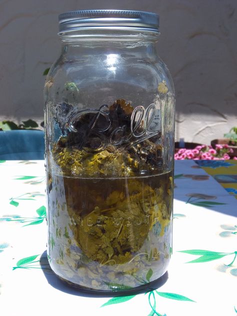 feverfew 002 Feverfew Tincture Recipe, Feverfew Uses, Feverfew Tincture, Medicinal Herbs Remedies, Herbs Remedies, Herbal Vinegar, Tinctures Recipes, Medicinal Herbs Garden, Migraine Prevention