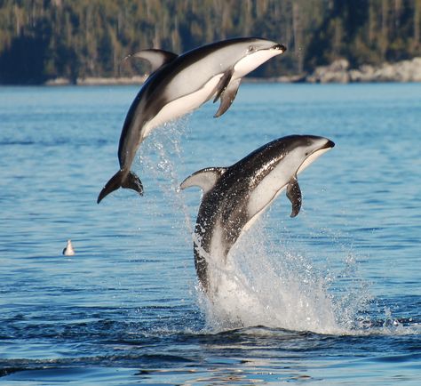 Pacific White-Sided Dolphins near Campbell River, BC. Pacific White Sided Dolphin, Victoria Island Canada, Dolphin Pics, Dolphin Species, Campbell River Bc, Wild Dolphins, Dolphin Photos, White Dolphin, Sea Life Animals