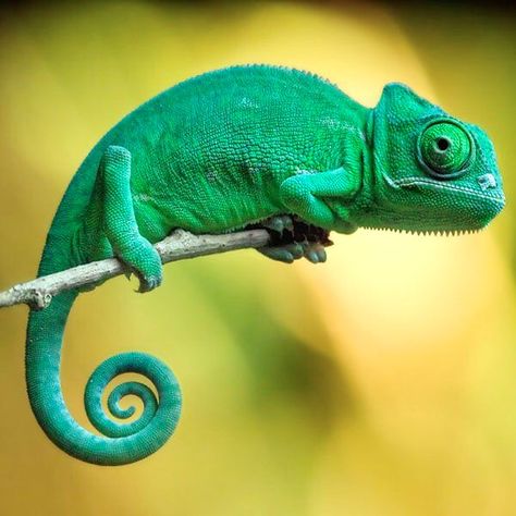 Rainforest Animals, Animal Study, Chameleons, Animal Magic, Animal Sketches, Reptiles And Amphibians, Animal Planet, Animal Photo, Nature Animals