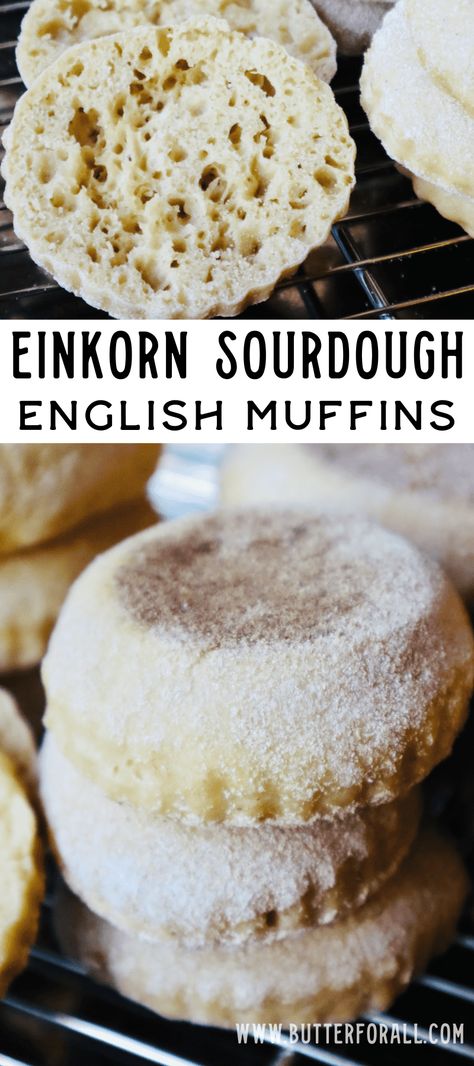 Sourdough Einkorn Recipes, Einkorn Discard Recipes, Sourdough Einkorn Bread, Einkorn Sourdough Starter, Einkorn Sourdough Discard Recipes, Einkorn Sourdough, Einkorn Bagels, Einkorn Scones, Einkorn Sourdough Recipes