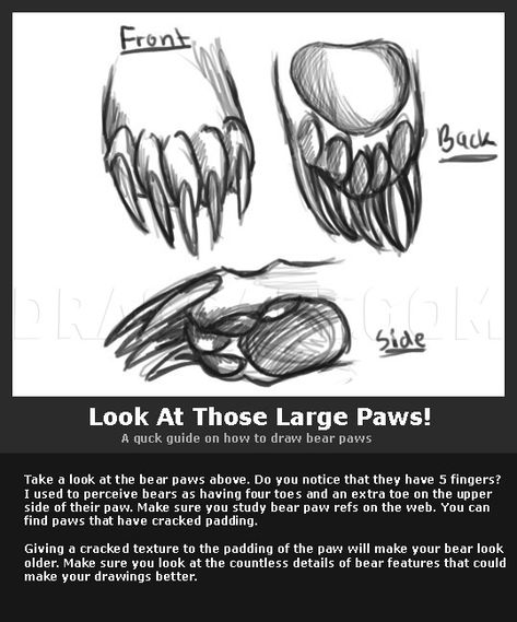 Bear Face Drawing, Bear Character Design, Paw Drawing, Bear Sketch, Black Bears, Bear Drawing, Drawing Heads, Drawing Guide, Wolf Drawing