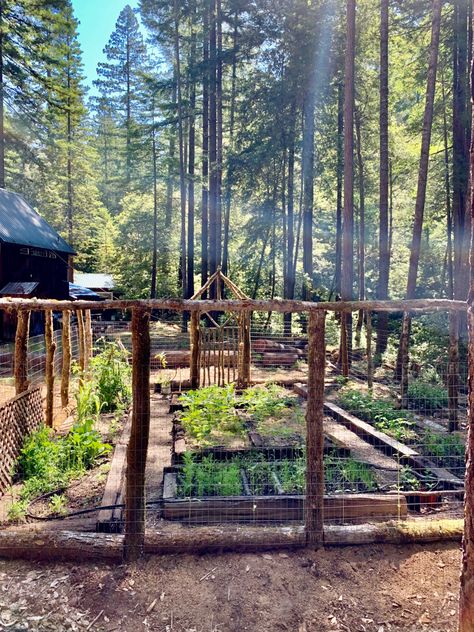 Veg Garden Fence, Farm In Forest, Garden In Mountains, Forest Garden Aesthetic, Vegetable Garden In The Woods, Pine Forest Garden, Forest Vegetable Garden, Gardening In The Woods, Homestead In The Woods