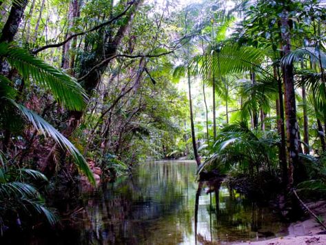 Domestic bliss: Australian destinations that feel like an overseas holiday | Travel | The Guardian Rainforest Plants, Minimal Lighting, Lavender Farm, Great Barrier Reef, Tropical Plants, International Travel, New South Wales, Special Places, Queensland