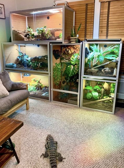 Diy Tegu Enclosure, Stackable Reptile Enclosure, Reptile Bedroom Ideas, Zen Habitat Bearded Dragon, Reptile Room Setup, Reptile Room Ideas, Tegu Enclosure, Reptile Setup, Zen Habitats