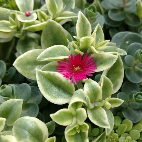 Mezoo Trailing Red, Livingstone Daisy, Planter Arrangements, Red Succulents, Flowering Succulents, Container Gardening Flowers, Plants For Hanging Baskets, Propagating Succulents, Livingstone