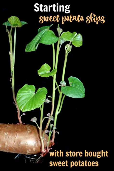 Sprouted Sweet Potato, Growing Sweet Potatoes From Sweet Potato, Starting Sweet Potato Slips, How To Grow Sweet Potato Vines, How To Start Sweet Potato Plants, Sweet Potato Plants In Pots, Planting Sweet Potato Slips, Grow Sweet Potatoes From Scraps, Sweet Potato Slips How To Grow