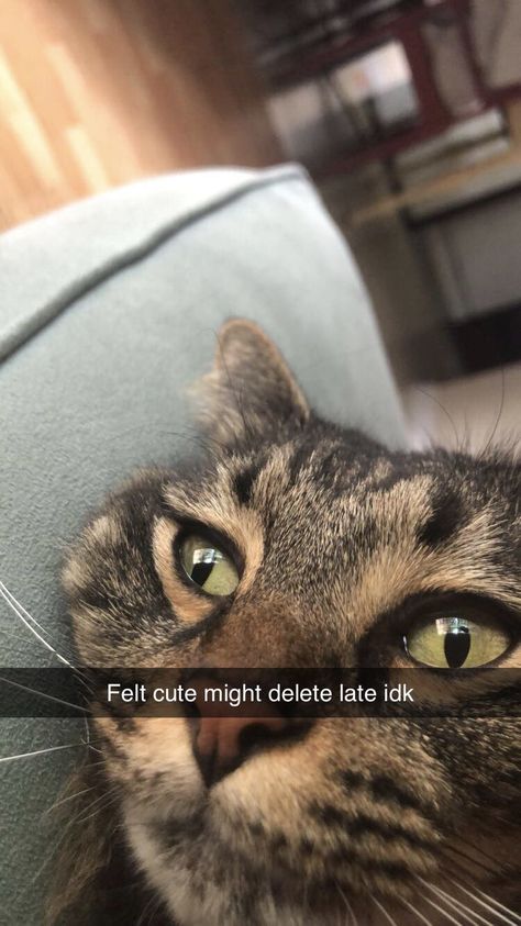 Felt cute might delete later. Felt Cute Might Delete Later Funny, Feeling Cute Might Later, Today Meme, Felt Cute Might Delete Later, Random Cat, Late Meme, Funny Feeling, Cat Photos, Im Going Crazy