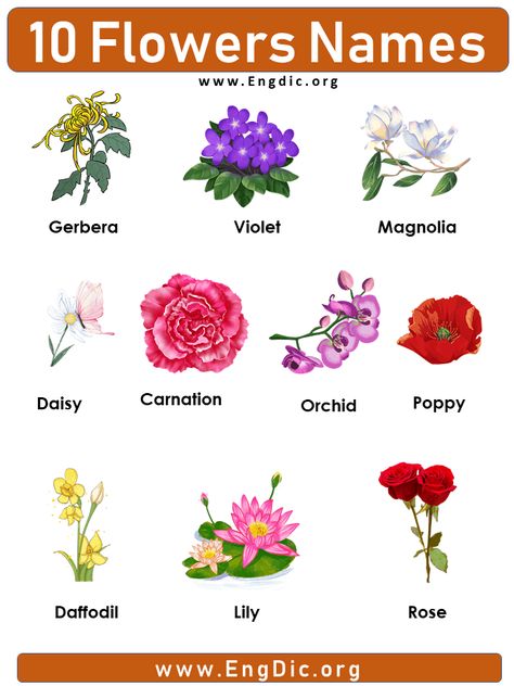 Flowers Name List, Purple Carnations, Different Kinds Of Flowers, Love Lily, Most Popular Flowers, Popular Flowers, Flower Meanings, Flower Names, Ornamental Plants