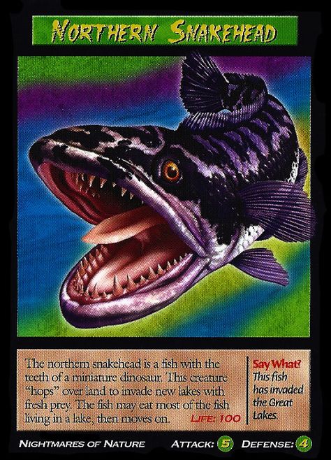 Northern Snakehead | Weird n' Wild Creatures Wiki | Fandom Pointy Teeth, Snakehead Fish, Fishing Logo, Giant Snake, Fish Artwork, Mini Monster, Creature Artwork, Nature Card, Fish Logo