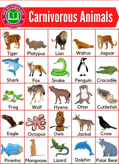 Carnivorous Animals Chart, Animals Name List, Carnivores Herbivores Omnivores, Omnivorous Animals, Animal Pictures For Kids, Animals Name In English, Animals Name, Learning Websites For Kids, Carnivorous Animals