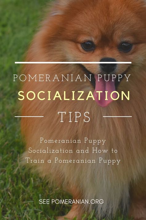 Pomeranian Training, Pomeranian Facts, Pomeranian Dogs, Puppy Socialization, Pomeranian Puppy For Sale, Pomeranian Puppies, Dog Information, Puppy Stuff, Pomeranian Dog