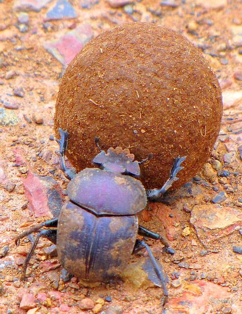 Dung Beetle When life gets tough and you feel it cant get any worse always remember you could be a dung beetle .......baahahahahahahahahahah Egypt Scarab, Dung Beetle, Cool Insects, Beetle Insect, Cool Bugs, Scarab Beetle, Beautiful Bugs, Arthropods, Creepy Crawlies