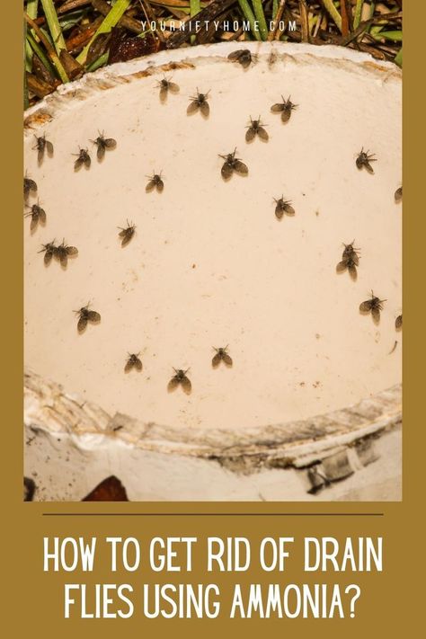 How To Get Rid Of Drain Flies In House, How To Get Rid Of Drain Gnats, Uses For Ammonia, Ammonia Uses Cleaning, Drain Flies How To Get Rid Of, Ammonia Uses, Getting Rid Of Nats, Fly Remedies, Flies Trap Diy