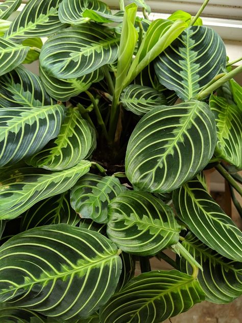 Red Prayer Plant, Miracle Grow, Orchid Bark, Prayer Plant, Low Light Plants, The Prayer, Peat Moss, Tomato Plants, New Growth