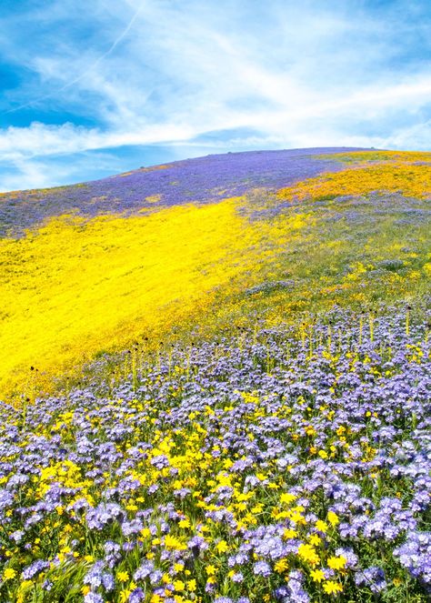 Desert Candles, Yellow Flower Field, Super Bloom, Outdoor Photographer, Purple And Yellow, National Geographic Photos, Jolie Photo, Nature Landscape, Flower Field