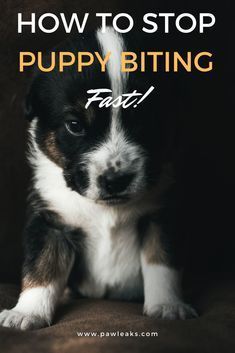 Training your puppy bite inhibition will stop any mouting or chewing behavior. Their sharp teeth are required for them to receive feedback on their biting. How To Get Puppies To Stop Biting, How To Get Your Puppy To Stop Biting You, Kong Stuffers For Puppies, How To Wear Out A Puppy, How To Stop Puppies From Biting, How To Stop A Puppy From Biting, How To Stop A Puppy From Nipping, Puppy Teething Stages, How To Train A Puppy Not To Bite