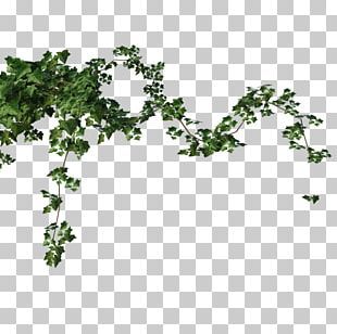 Vines Png, Ivy Tree, Green Stickers, Ivy Plant, Plant Png, Plain Background, Ivy Plants, Green Sticker, Plains Background