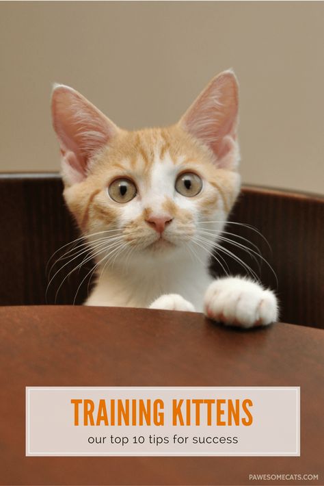 Training Kittens, Raising Kittens, Cat Toilet Training, Fluffy Kittens, Cat Care Tips, Kitten Care, Kitten Gif, Kittens Playing, Cat Top