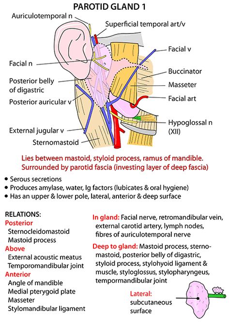 Anatomy Of The Body, Anatomy Head, Parotid Gland, Medical Assistant Student, Medical Astrology, Gross Anatomy, Medicine Notes, Dentistry Student, Dental Hygiene School