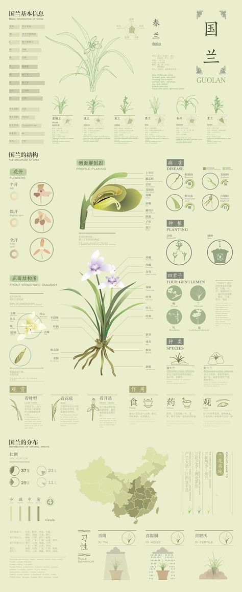 Orchid Diagram, Botanical Diagram, Flower Infographic, Plant Taxonomy, Photoshop Illustration Tutorial, Gardening Infographic, Plant Classification, Botanical Sketchbook, Infographic Inspiration