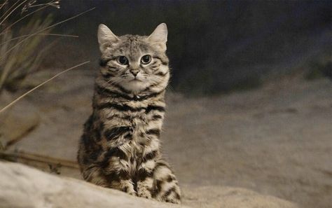 The African Black-Footed Cat - Small, Wild and Vulnerable-CAN'T BELIEVE SHE'S WILD!!! Dangerous Cat, African Wild Cat, Black Footed Cat, Fishing Cat, Small Wild Cats, Cat Species, Rare Cats, Super Cat, Crazy Cat