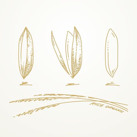 Rice Grain Drawing, Rice Plant Illustration, Rice Drawing, Logo Rice, Rice Illustration, Rice Plant, Wheat Rice, Rice Packaging, Packaging Template Design