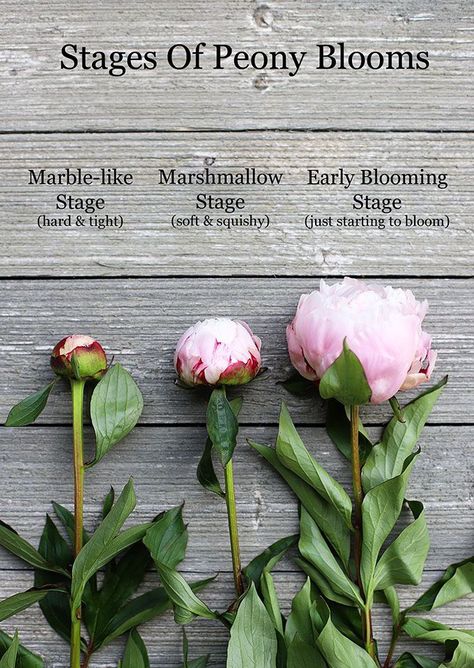 The stages of peony blooms - showing the marshmallow stage, the earliest a bud should be cut for use in a peony arrangement. How To Grow Peonies, Grow Peonies, Peony Care, Peony Arrangement, Planting Peonies, Growing Peonies, Cut Flower Garden, Peonies Garden, Gardening Supplies