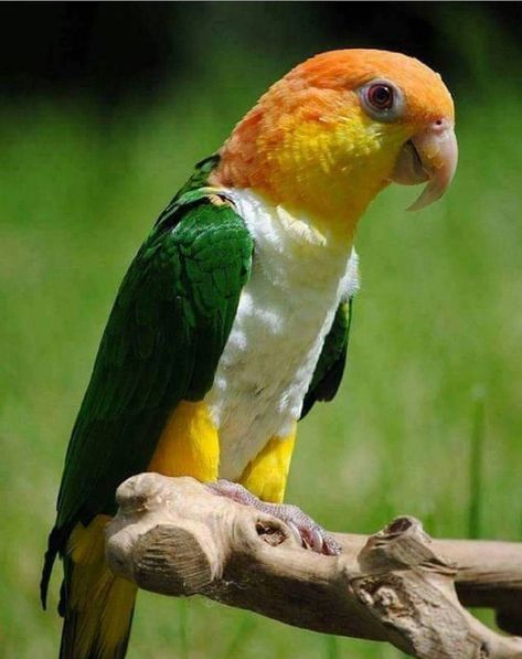 Caique Parrot, Conure Parrots, World Birds, Colorful Parrots, Most Beautiful Birds, Exotic Bird, Parakeets, Parrot Bird, Exotic Birds