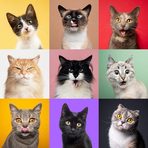 New Study: Cats Have 276 Facial Expressions Cat Facial Expressions, Facial Action Coding System, Cat Expressions, Cat Info, Face Drawing Reference, Cat Help, Human Interaction, Outdoor Cats, Domestic Cat