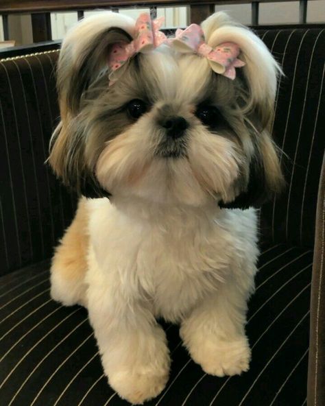 Cute Dog Hairstyles, Dogs With Bows In Hair, Puppy Hairstyles, Dogs With Bows, Cute Shih Tzu Puppies, Shitzu Dogs Haircuts, Dog Grooming Shih Tzu, Dog Shih Tzu, Cute Shih Tzu