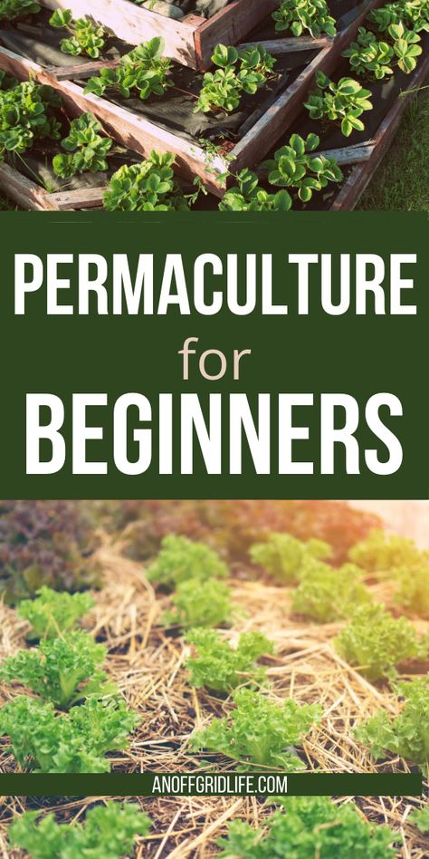 Backyard Permaculture, Food Forest Garden, Permaculture Principles, Small Backyard Design Layout, Small Backyard Design Ideas, Backyard Design Ideas, Backyard Design Layout, Permaculture Gardening, Permaculture Design