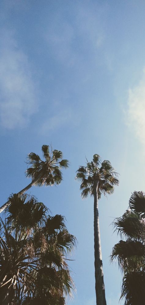 Palm trees wallpaper
Summer wallpaper for phone San Diego Wallpaper, Fall Astethic, Palm Tree Wallpaper, Summer Beach Wallpaper, California Wallpaper, For Phone Wallpaper, Palm Trees Wallpaper, Amazing Wallpapers, Water Aesthetic