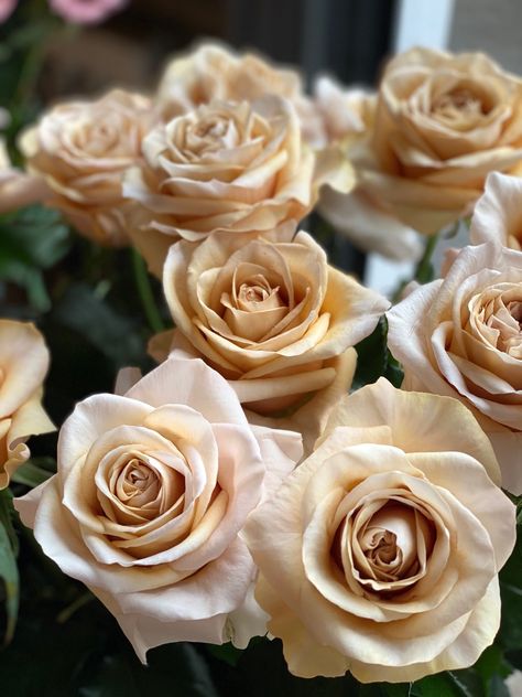 Champagne Color, Google Images, Image Search, Roses, Orange, Plants, Flowers