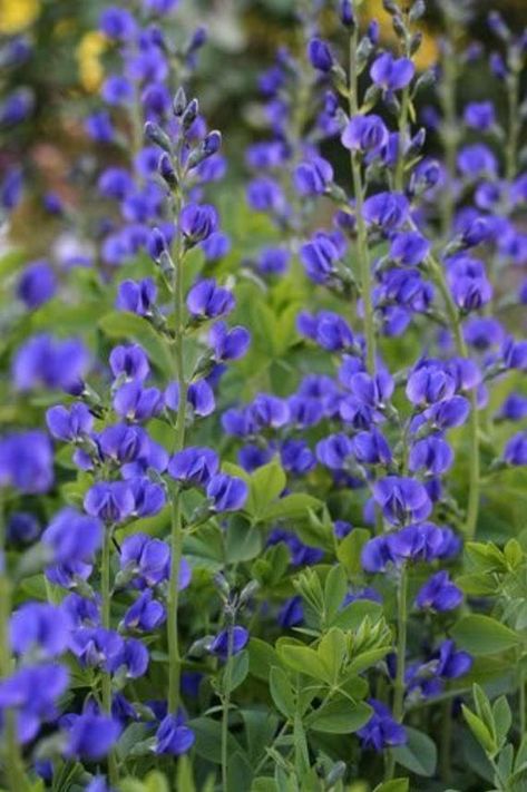 50 BLUE WILD INDIGO False Indigo Baptisia Australis Flower | Etsy Blue Wild Indigo, Part Sun Perennials, False Indigo, Baptisia Australis, Indigo Flower, Flower Garden Plans, Wild Indigo, Indigo Plant, Garden On A Hill