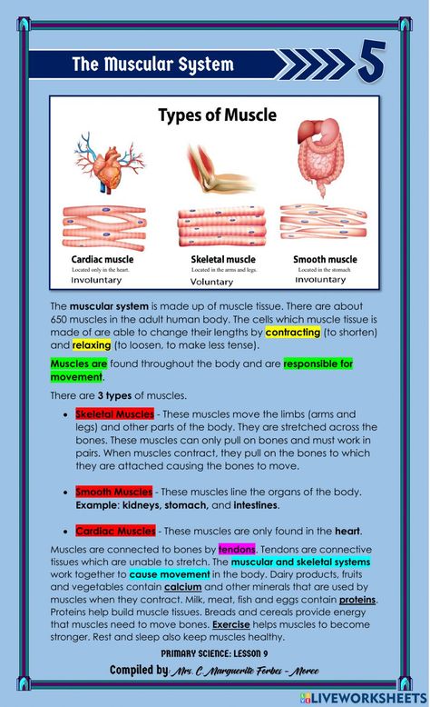 The Three Types of Muscles online exercise for 5. You can do the exercises online or download the worksheet as pdf. Muscles Notes Anatomy, Muscular System Anatomy Notes, Muscle Notes, Muscular System Notes, Muscles Notes, Muscles Worksheet, Muscular System For Kids, Muscle Types, Skeletal System Anatomy