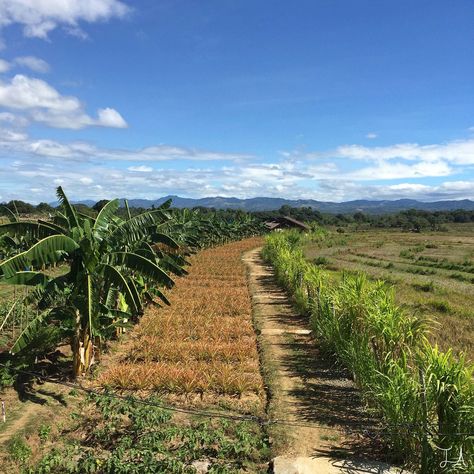 Gawad Kalinga Enchanted Farm in the Bulacan provence of the Philippines Farm In Philippines, Farm Philippines, Farm With Animals, Farm Resort, Action Board, Farm Pictures, Vegetable Farming, Mansfield Park, Future Farms