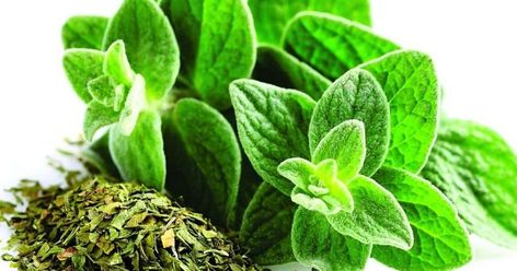 Orégano: propiedades y beneficios de una especie que cura Herb Photography, Origanum Vulgare, Herb Wreath, Ideas Jardin, Herb Art, Herb Storage, Oregano Essential Oil, Oregano Leaves, Oregano Oil