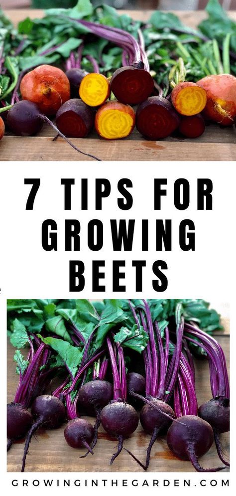 How to Grow Beets: 7 Tips for Growing Beets | Growing In The Garden Beets Growing, How To Grow Beets, Grow Beets, Beet Plant, Chioggia Beets, Growing Beets, Tattoo Plant, Growing Strawberries, Survival Gardening