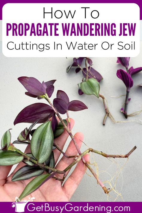 a hand holding wandering jew stem cuttings Wondering Jew Plant, Wondering Jew, Jew Plant, Plants Grown In Water, Wandering Jew Plant, Plant Care Guide, Inch Plant, Wandering Jew, Plant Care Houseplant