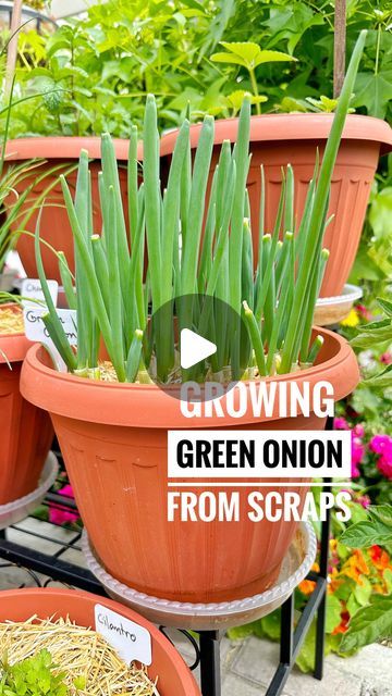 Growing From Scraps, Planting Green Onions, Regrow Green Onions, Green Onions Growing, Regrow Vegetables, Growing Onions, Planting Onions, Garden Remedies, Small Vegetable Gardens