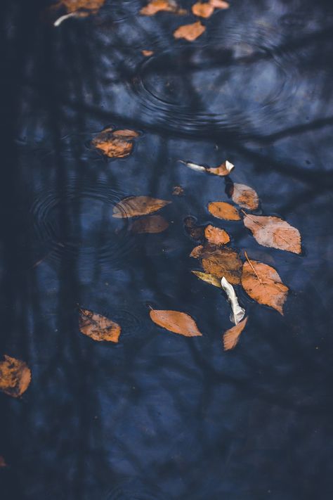 Into the pond Blue And Orange Autumn Aesthetic, Orange And Navy Aesthetic, Blue Autumn Aesthetic, Blue Brown Aesthetic, Blue And Brown Aesthetic, Tree Photos, Photo Bleu, Blue Autumn, Autumn Blue