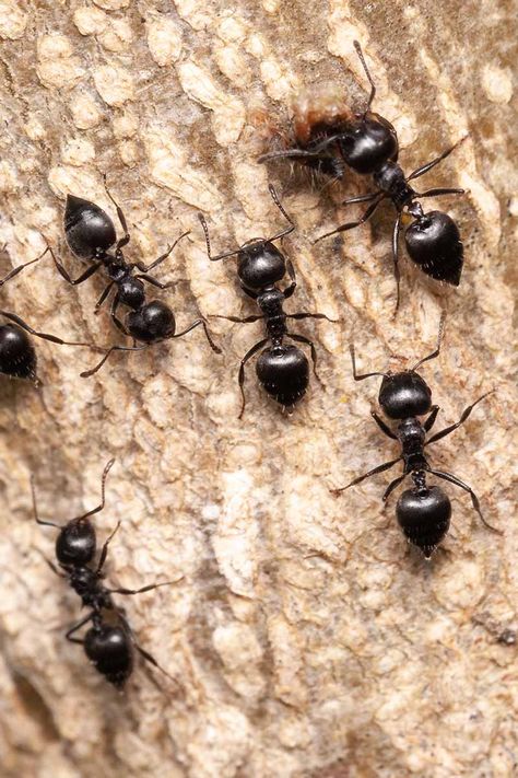 Ant Removal, Ants In House, Ant Infestation, Ant Control, Black Ants, Rid Of Ants, Carpenter Ant, Bugs Life, Get Rid Of Ants