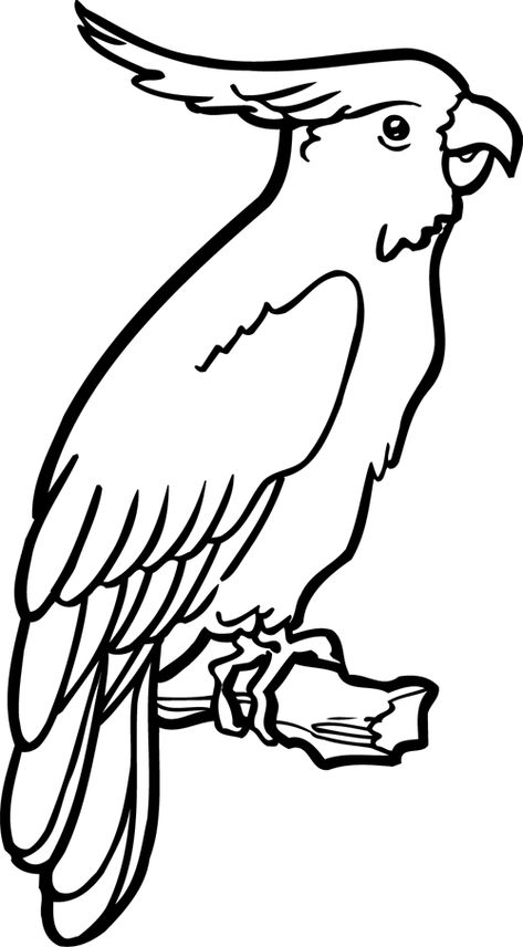 Un perroquet Parrot Drawing, Bird Stencil, Animal Stencil, Bird Coloring Pages, Animal Coloring Books, Outline Drawings, Bird Drawings, Animal Coloring Pages, Book Page