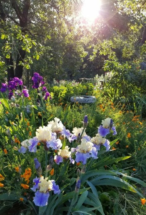 Iris Gardens Design, Spring Flowers Aesthetic, Asian Lilies, Spring Flowers Wallpaper, Garden Aesthetics, Shade Loving Perennials, Summer Flowers Garden, Wallpaper Summer, Pretty Garden