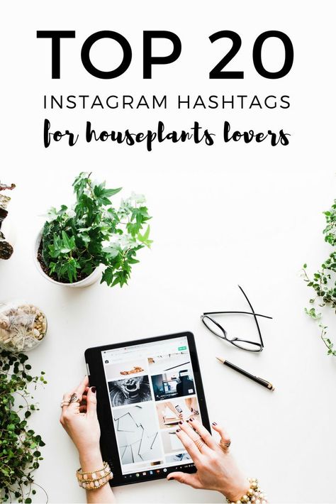 The Houseplant Instagram community is the most amazing ever. Get lost in these beautiful hashtag galleries! #houseplants Plant Content Ideas, Plants Business Ideas, Plant Business Name Ideas, Plant Business Ideas, Insta Hashtags, Instagram Hastags, Plant Instagram, Hastag Instagram, Picnic Business