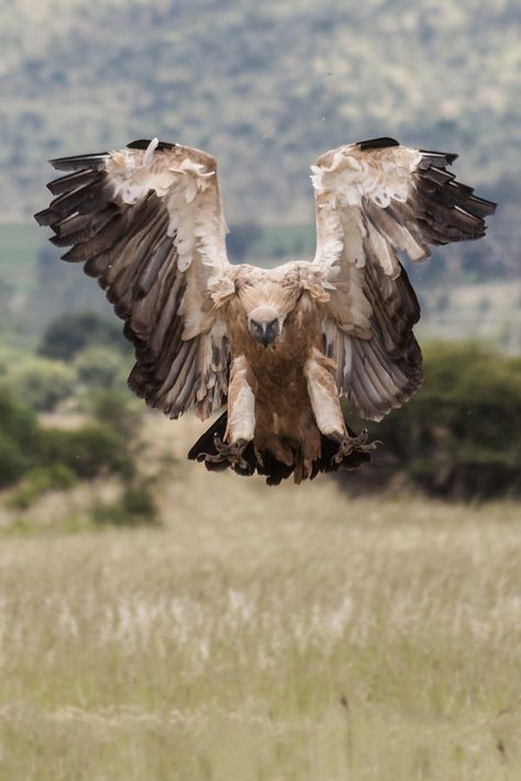 Incoming Vulture by Jan Hattingh on 500px  ©Jan-Nor Photography  https://www.facebook.com/JanNorPhotography Flying Vulture, Cape Vulture, Vulture Flying, Flying Eyeball Art, Hunting Birds, Flying Eyeball, Animal Reference Photos, Eyeball Art, Iphone Wallpaper Kawaii