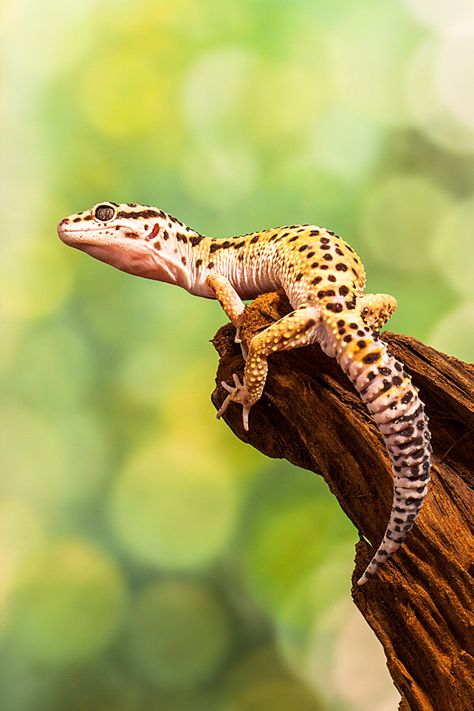 Gecko Reference, Lizard Photography, Reptile Photography, Colorful Lizards, Cute Gecko, Cute Lizard, Leopard Geckos, Cute Reptiles, Cute Small Animals