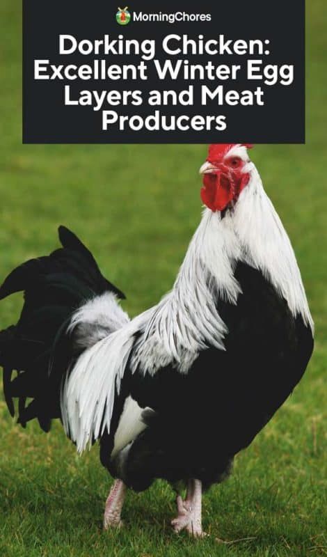 Dorking Chicken: Excellent Winter Egg Layers and Meat Producers Dorking Chickens, Heritage Breeds Livestock, Largest Chicken Breed, Fluffy Chickens, Fluffy Chicken, Chickens In The Winter, Easy Chicken Coop, Raising Farm Animals, Raising Chicks