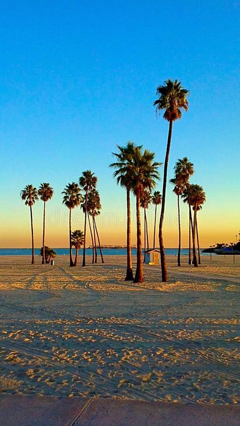 Long Beach. CA Cali California sunset afternoon evening dusk twilight Palm tree , #Aff, #evening, #afternoon, #dusk, #Palm, #twilight #ad Long Beach California Photography, Lilly + Core + Aesthetic, American Dreams, California Palm Trees, 2024 Goals, Patterns Art, Beach Tattoo, California Sunset, Long Beach California