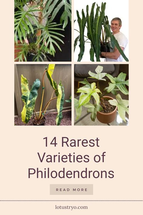 Discover 14 of the rarest philodendron varieties that every plant lover should know about. From the striking patterns of Philodendron Caramel Marble to the alluring Philodendron Elegans, each of these unique plants boasts exceptional beauty and distinctive foliage. Explore remarkable choices like Philodendron Florida Ghost with its enchanting white coloration and the breathtaking Philodendron Spiritus Sancti. Elevate your collection with these stunning, hard-to-find philodendrons, perfect for enthusiasts seeking exotic plants that make a statement. Philodendron Varieties With Names, Philodendron Domesticum Variegatum, Prince Of Orange Philodendron, Philodendron Elegans, Philodendron Plant Varieties, Philodendron Types, Philodendron Atabapoense, Philodendron Varieties, Philodendron Caramel